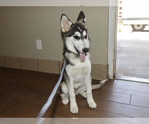 Siberian Husky-Unknown Mix Dogs for adoption in Ojai, CA, USA