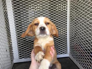 Bocker Dogs for adoption in Modesto, CA, USA