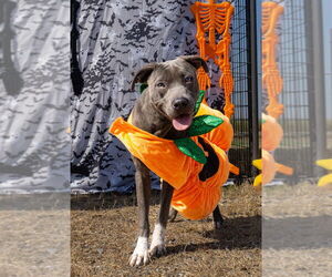 Mutt Dogs for adoption in Abbeville, LA, USA