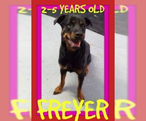Rottweiler Dogs for adoption in Sebec, ME, USA