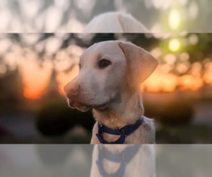 Catahoula Leopard Dog-Unknown Mix Dogs for adoption in Bellingham, WA, USA