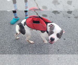 Mutt Dogs for adoption in St. Cloud, FL, USA