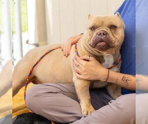 American Pit Bull Terrier-Bulldog Mix Dogs for adoption in Camarillo, CA, USA