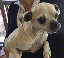 Chug Dogs for adoption in San Antonio, TX, USA