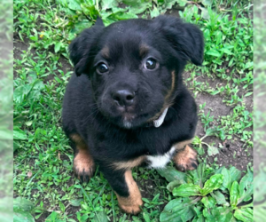 Small Australian Shepherd Mix