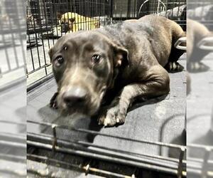 American Pit Bull Terrier Dogs for adoption in Bakersfield, CA, USA