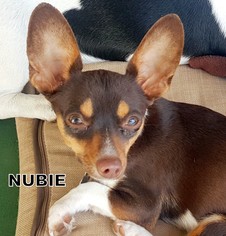 American Rat Pinscher Dogs for adoption in Lindsay, CA, USA