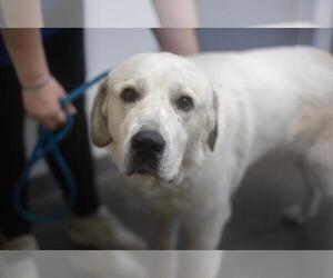 Great Pyrenees-Unknown Mix Dogs for adoption in Mountain Home, AR, USA