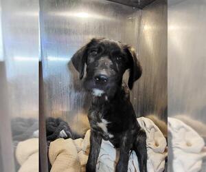 Mutt Dogs for adoption in San Antonio, TX, USA