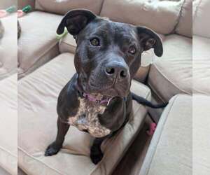 American Staffordshire Terrier-Unknown Mix Dogs for adoption in New Oxford , PA, USA