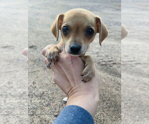 Chihuahua Dogs for adoption in Winter, WI, USA