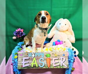 Dorgi Dogs for adoption in Franklin, North Carolina, NC, USA