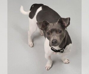 Jack Russell Terrier-Unknown Mix Dogs for adoption in Ann Arbor, MI, USA