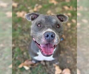 American Pit Bull Terrier Dogs for adoption in Riverside, CA, USA