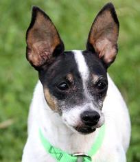 Mutt Dogs for adoption in Pittsburgh, PA, USA