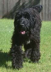 Labradoodle Dogs for adoption in Abilene, TX, USA