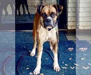 Boxer Dogs for adoption in Dumont, NJ, USA