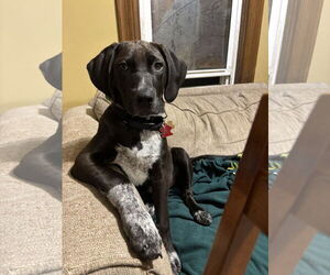 Doberman Pinscher-Unknown Mix Dogs for adoption in Minneaoplis, MN, USA