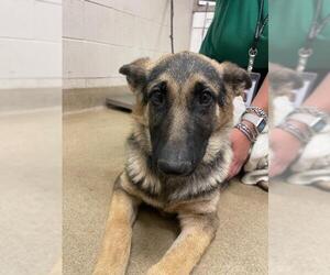 German Shepherd Dog Dogs for adoption in Santa Maria, CA, USA