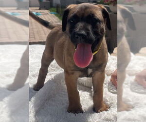 Mastiff Dogs for adoption in Goodyear, AZ, USA