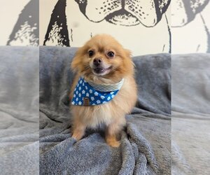 Pomeranian Dogs for adoption in Kansas City, MO, USA