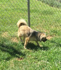 Pekingese Dogs for adoption in Harrisville, WV, USA