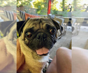 Pug Dogs for adoption in Indianapolis, IN, USA