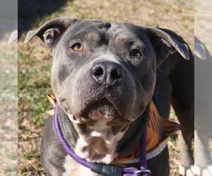American Staffordshire Terrier Dogs for adoption in San Antonio, TX, USA