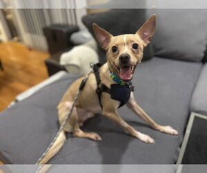 Chihuahua-Unknown Mix Dogs for adoption in Santa Clara, CA, USA