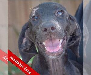 Coonhound-Unknown Mix Dogs for adoption in Huntley, IL, USA