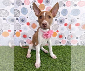 American Staffordshire Terrier-Unknown Mix Dogs for adoption in Corona, CA, USA