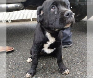 Mastiff Dogs for adoption in Alameda, CA, USA