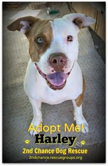 American Staffordshire Terrier-Unknown Mix Dogs for adoption in Queen Creek, AZ, USA