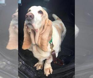 Basset Hound Dogs for adoption in Harpswell, ME, USA