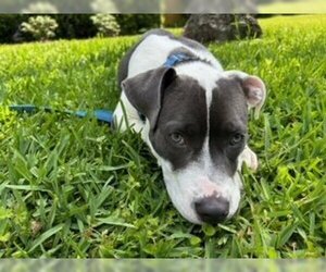 Small American Staffordshire Terrier