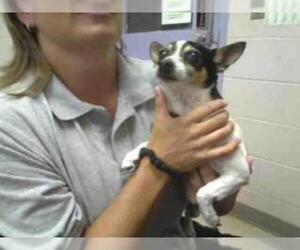 Rat Terrier Dogs for adoption in Lufkin, TX, USA