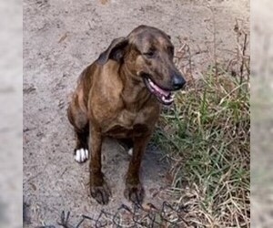 Catahoula Leopard Dog Dogs for adoption in Gainesville, FL, USA