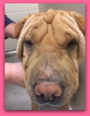 Chinese Shar-Pei Dogs for adoption in Pampa, TX, USA