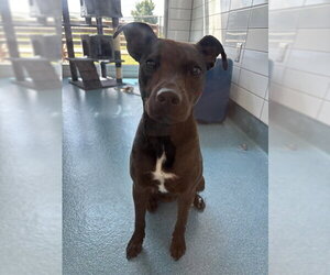 Beagle-Unknown Mix Dogs for adoption in Pearland, TX, USA