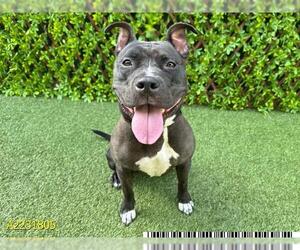 American Pit Bull Terrier Dogs for adoption in West Palm Beach, FL, USA