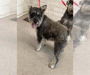 - Mix Dogs for adoption in San Bernardino, CA, USA