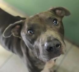 American Staffordshire Terrier Dogs for adoption in Freeport, FL, USA