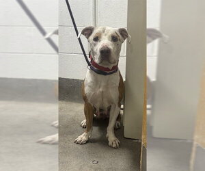 Mutt Dogs for adoption in Forestville, MD, USA