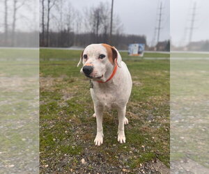 Labrador Retriever Dogs for adoption in Muskegon, MI, USA