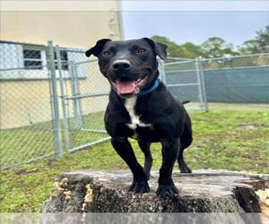 American Pit Bull Terrier Dogs for adoption in Vero Beach, FL, USA