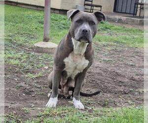 American Staffordshire Terrier-Unknown Mix Dogs for adoption in San Antonio, TX, USA