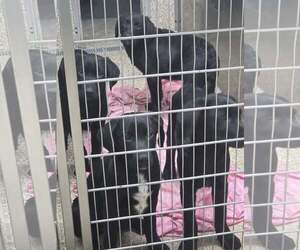 Mutt Dogs for adoption in Martinsburg, WV, USA