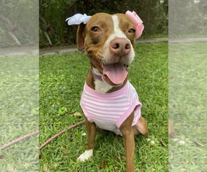 Mutt Dogs for adoption in Miami, FL, USA