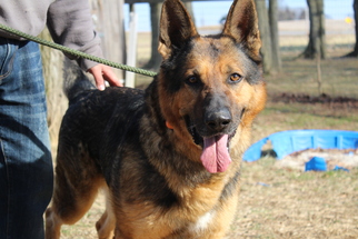 German Shepherd Dog Dogs for adoption in Chestertown, MD, USA