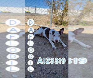 German Wirehaired Pointer-Unknown Mix Dogs for adoption in HESPERIA, CA, USA